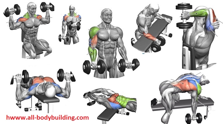 Beginning Dumbbell Workout - Easy Exercises to Get Started With