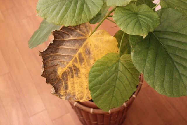 ウンベラータの変色した葉を放置してみたら ウンベラータブログ