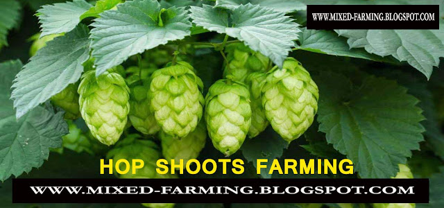 Hop Shoots Vegetable Farming in India