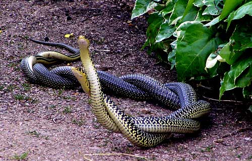 Photo Western whip snakes breeding France