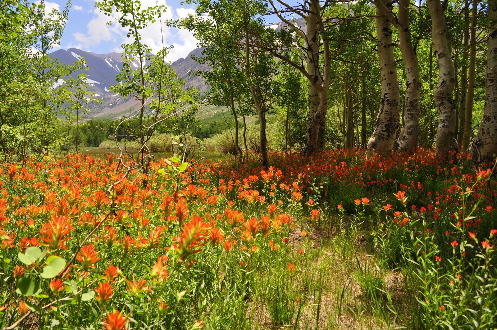 Flower Meadow http://www.lemonsandlavender.com/2010/11/photo-friday-an ...