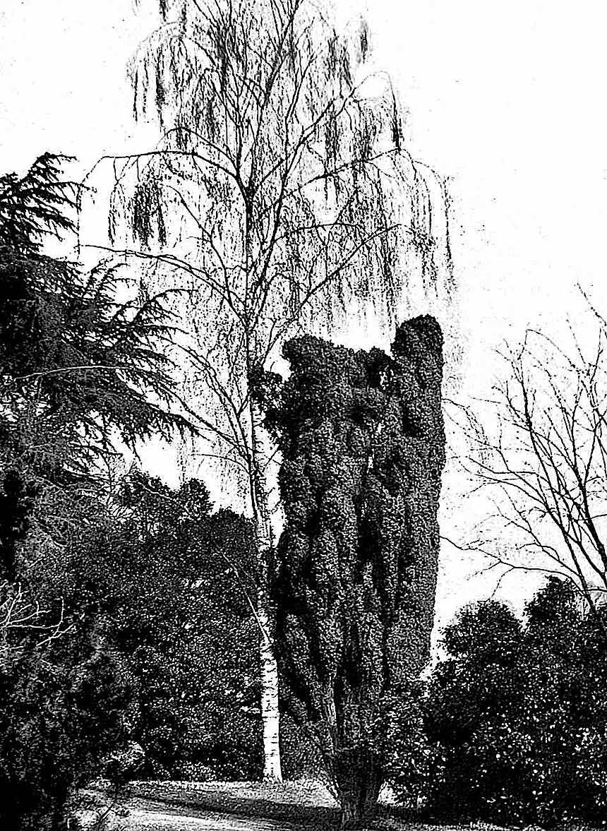 1913 privilaged trees, fancy trees photograph