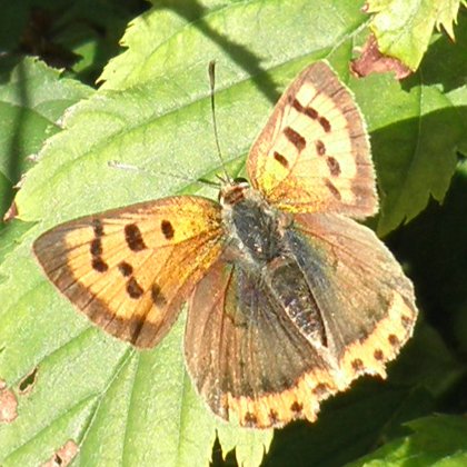 insect: small copper butterfly