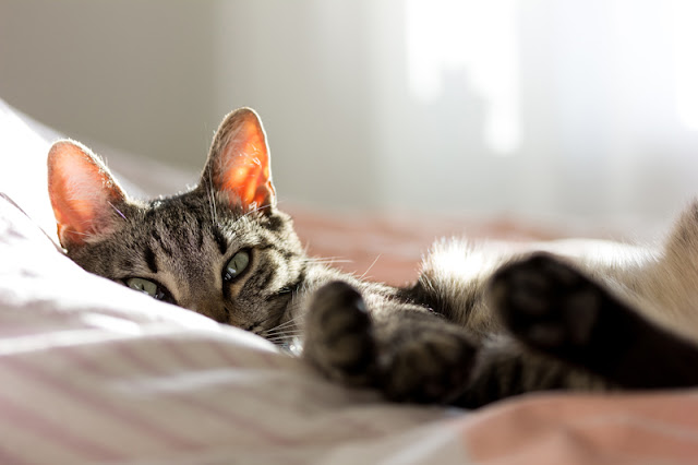 What are the Five Freedoms, and what do they mean for pet owners? They apply to the welfare of all pet animals, such as this sleepy cat pictured.