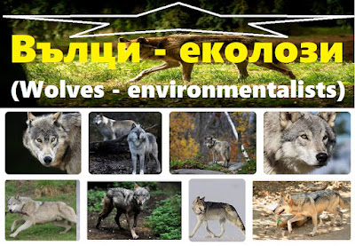 Вълци - еколози