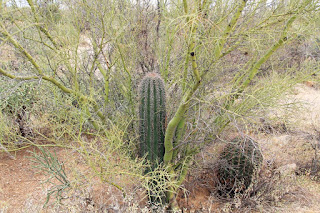 A Palo Verde serving as a nursery tree with a young Saguaro growing up amongst its branches.