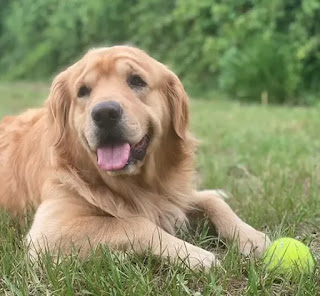 Perro que roba comida de la cocinar no tiene idea de que lo están vigilando