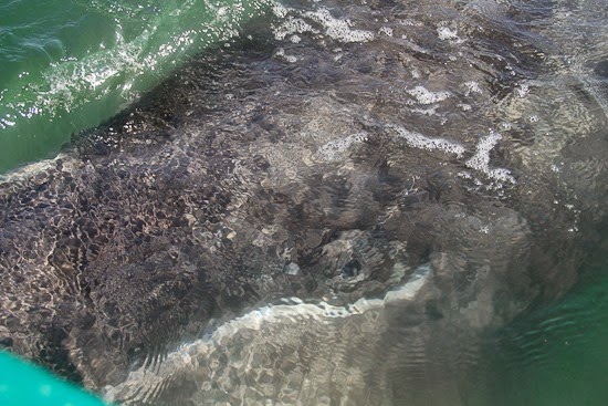 Grey Whale Eye Baja