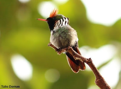 Aves do Brasil, beija-flor-topetinho-magnífico, topetinho-magnífico, Lophornis magnificus, menores aves do Brasil, Frilled Coquette, beija-flor, aves mais bonitas do Brasil, animais, birds, birds of Brazil, natureza, birding, Tocantins, Palmas, aves do Pará, que bicho é, aves, natureza e conservação