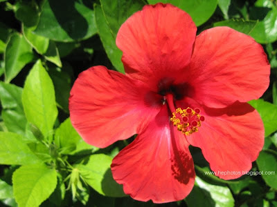 A close up photograph of a red hibiscus flower