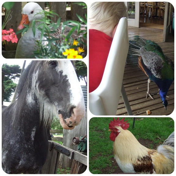 animals