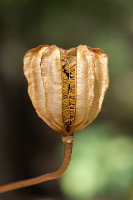 Лилия Гумбольдта (Lilium humboldtii)