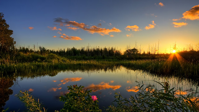 sunshine,water,flowers,grass desktop wallpapers