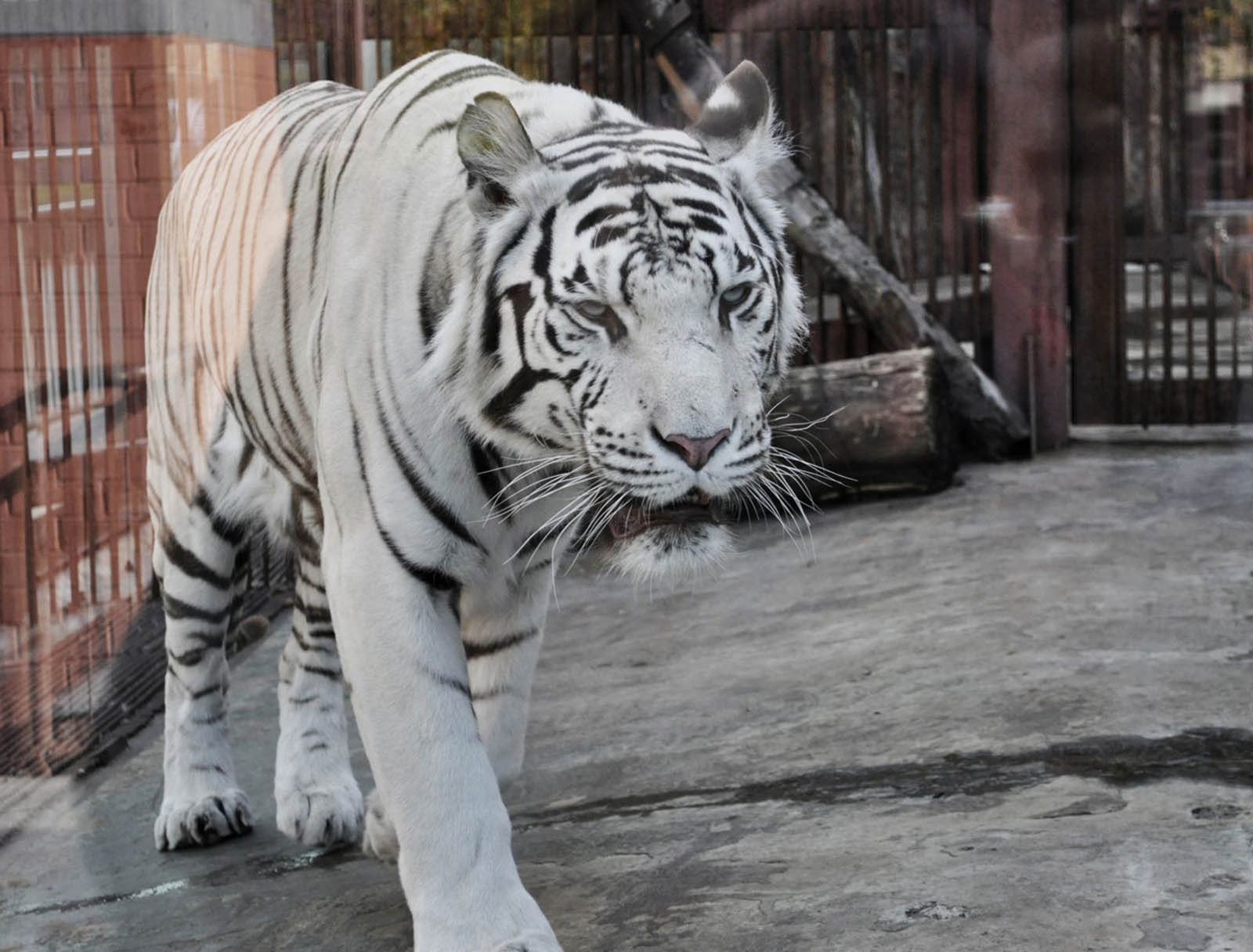 Harimau Putih dam Background