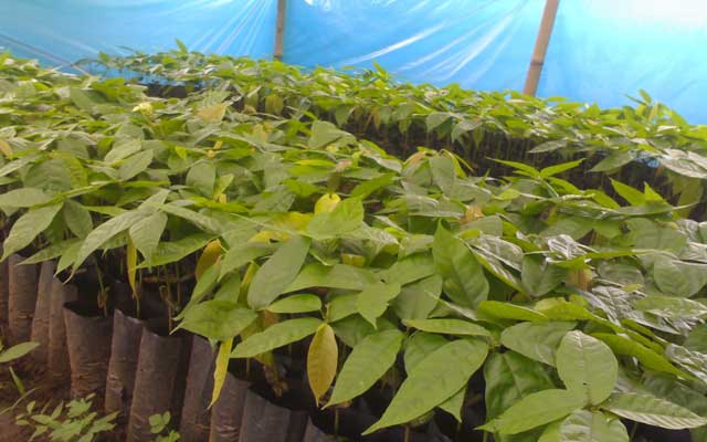 Pembibitan tanaman kakao untuk budidaya paling ideal