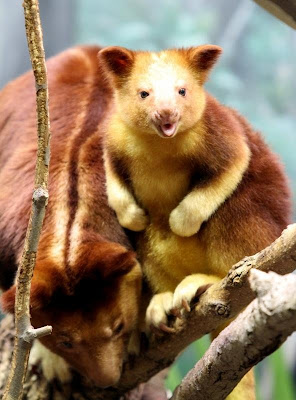  Tree Kangaroo