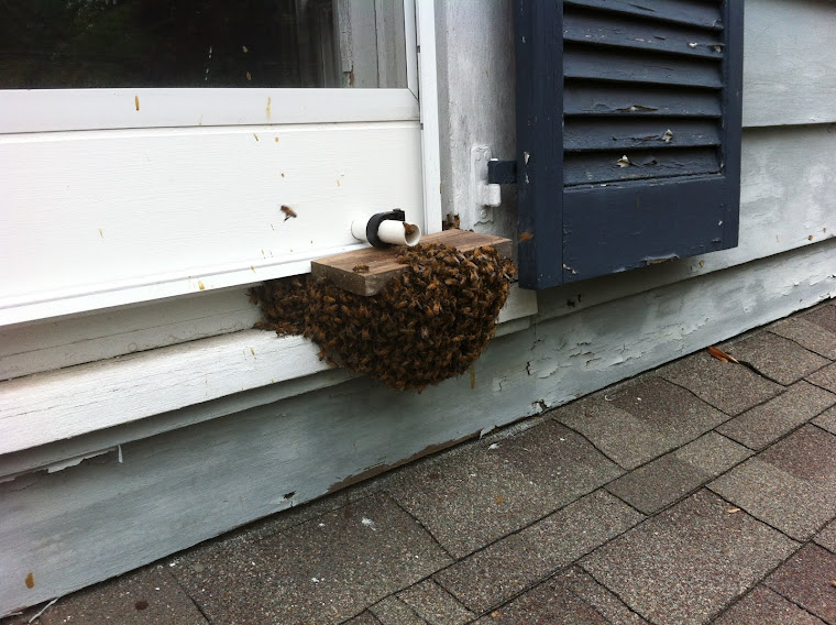 Caught that swarm !