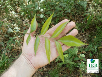 hojas de Picadillo (Roupala meisneri)