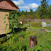 Russian dacha gardens, a threatened species?