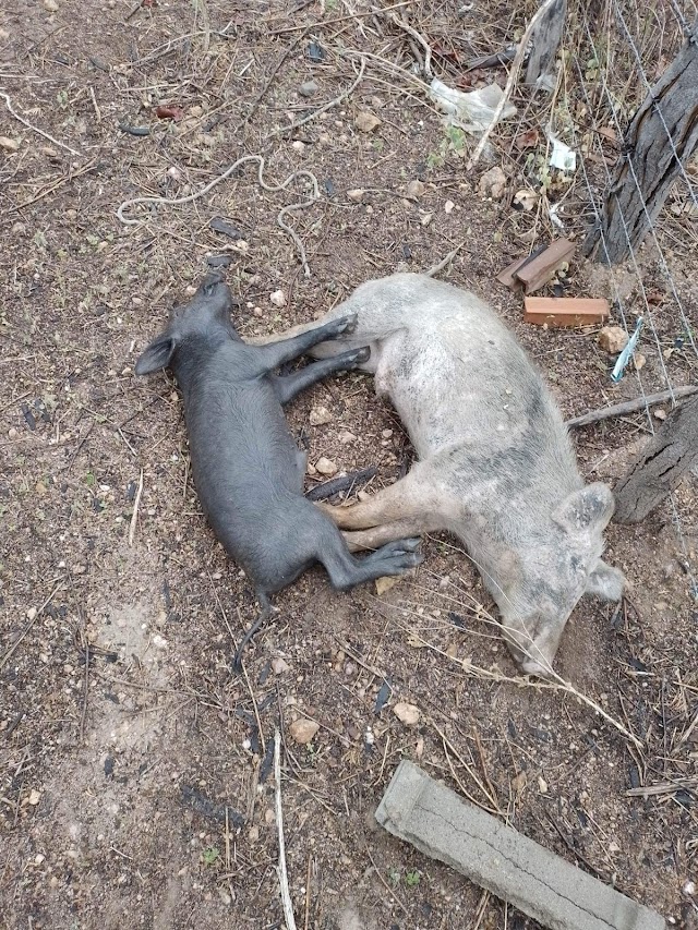 TAMBORIL:. ANIMAIS SÃO ENVENENADOS NO DISTRITO DE CARVALHO.