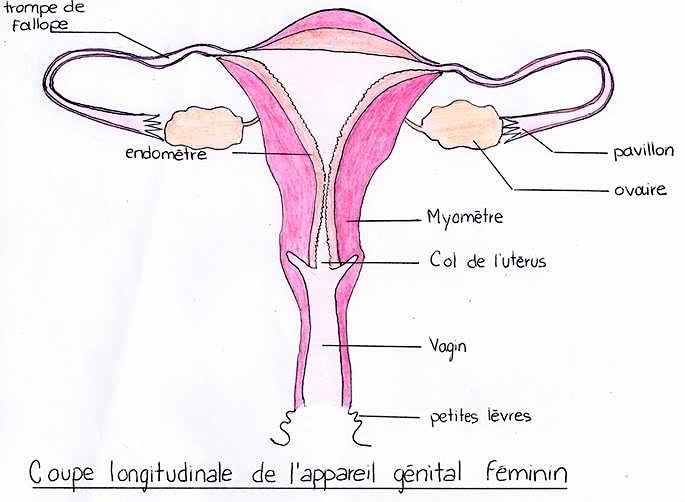 Blog DUT Génie Biologique Créteil: Pilules de 3ème et 4ème ...