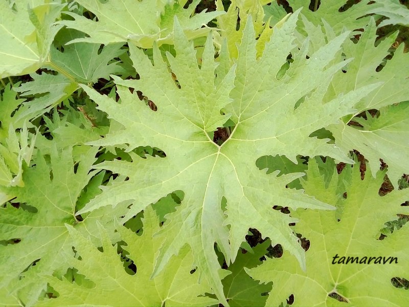 Белокопытник Татеваки (Petasites tatewakianus)