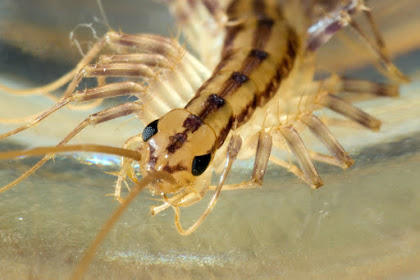 found a baby house centipede