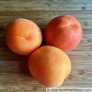 Apricot Recipes