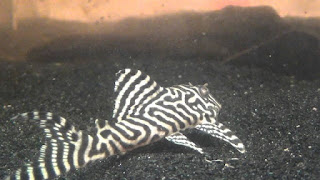 King Tiger Pleco