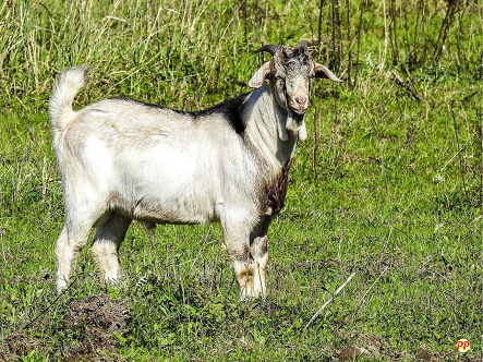 Harga Kambing Boer Anakan dan Dewasa (Fullblood & Peranakan) Terbaru