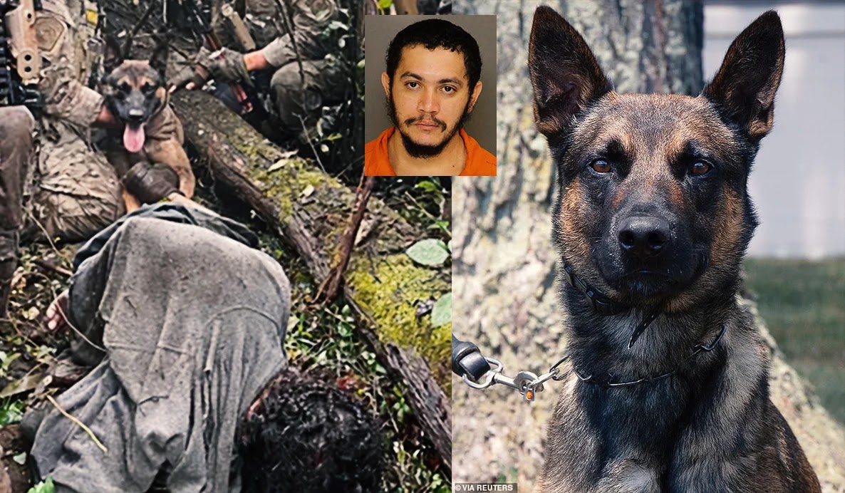 ivan-rodriguez-gelfenstein-the-bravery-of-police-dog-yoda-made-the-difference-in-the-intense-pursuit-of-danilo-cavalcante