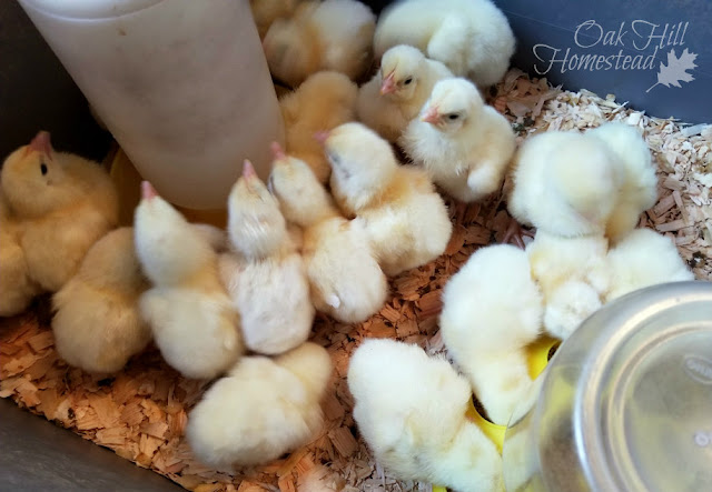 Whether you want to raise a few laying hens or a dozen (or more) meat chickens, chicks have special needs. Learn about them here