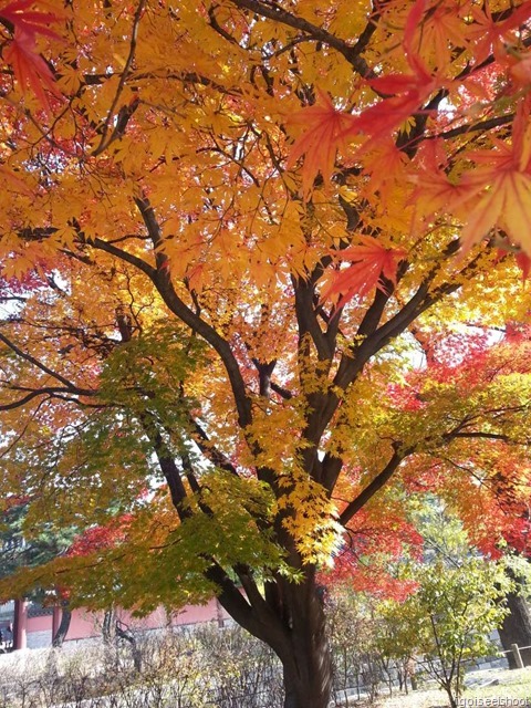 Autumn leaves at Changdeokgung