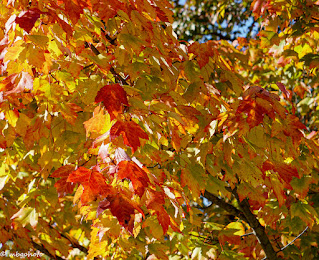 yellow and orange fall leaves in the tree