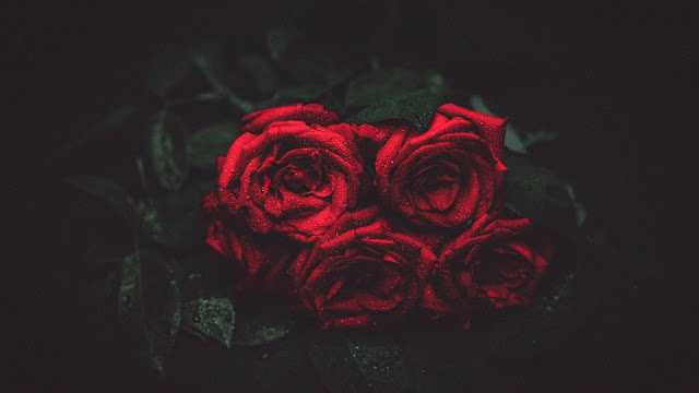Water Drops on Red Roses HD Wallpaper