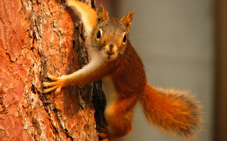 Orange Squirrel wallpaper