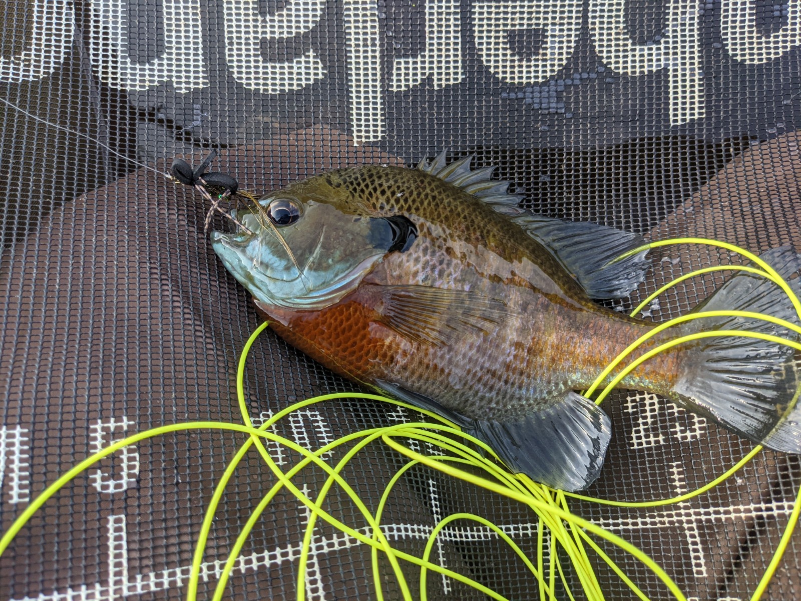 Ralph's Fly Box: Cabelas CGR 7/8 Review