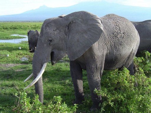 Rahasia Panggilan Keras Gajah Terungkap !! [ www.BlogApaAja.com ]