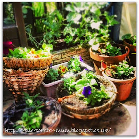 Gardening for the summer, hanging baskets and containers