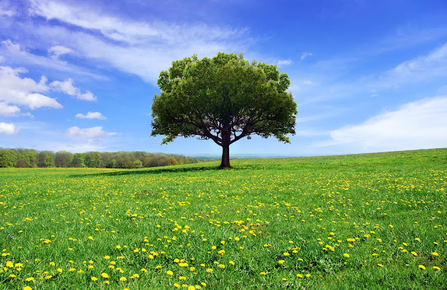 Healthy Tree in a Meadow