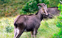 Eravikulam National Park