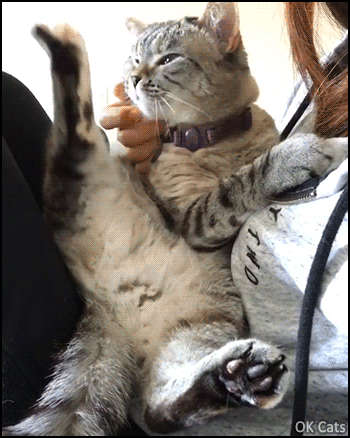 Cute Cat GIF • Cat stretching in Mom arms. Cute jelly bean toes black and pink [ok-cats.com]