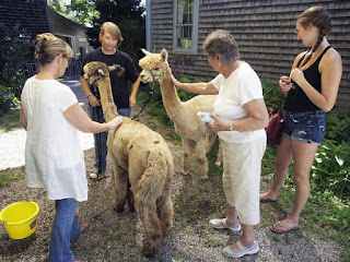 Alpacas Surprise Visit  The alpacas handler Ashleigh Plante (second from left) chats with museum employees and other guests, answering questions. Peggy Cunningham (left), manager of Under the Sun came across the street to see the animals. She pets Silver Angel while museum docent Connie Martyna pets Angelina and museum intern Jenna Bachrach looks on.