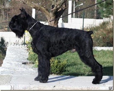 razas_ppal_schnauzer gigante_1