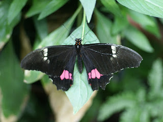 Parides sp. - Cattlehearts - Papillon noir et rouge