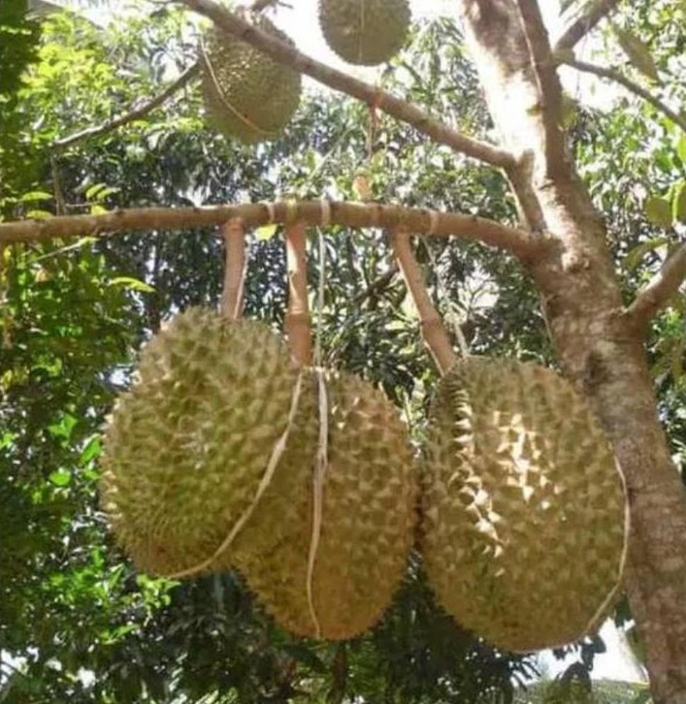 jual bibit durian bawor okulasi unggul stok banyak Sumatra Utara