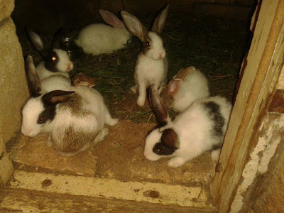 lovely-cute-little-rabbit-babbies-wallpapers