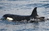 Orca seen foster parenting a pilot whale calf for first time