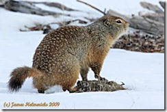 Squirrel2_3574