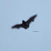 Bat at dusk